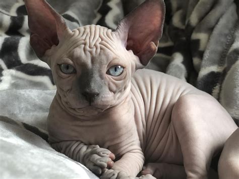 Called the Mexican Hairless, these cats looked similar to todays Sphynx, and supposedly were obtained from Indians around Albuquerque. . Sphynx cat for sale louisville ky